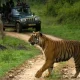 Bandipur tiger