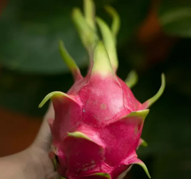 Benefits Of Dragon Fruit