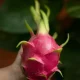 Benefits Of Dragon Fruit