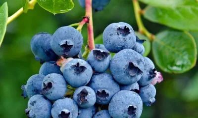 Benefits Of Eating Blueberries