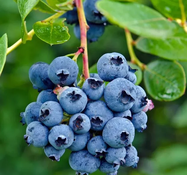 Benefits Of Eating Blueberries