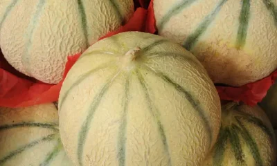 Benefits Of Muskmelon