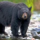 Bear Wanders in Backyard of Man in US What Happened Next