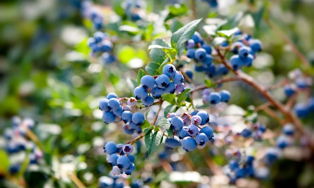 Blueberry Benefits