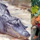 Body Of Missing boy Found In Alligators Mouth In US