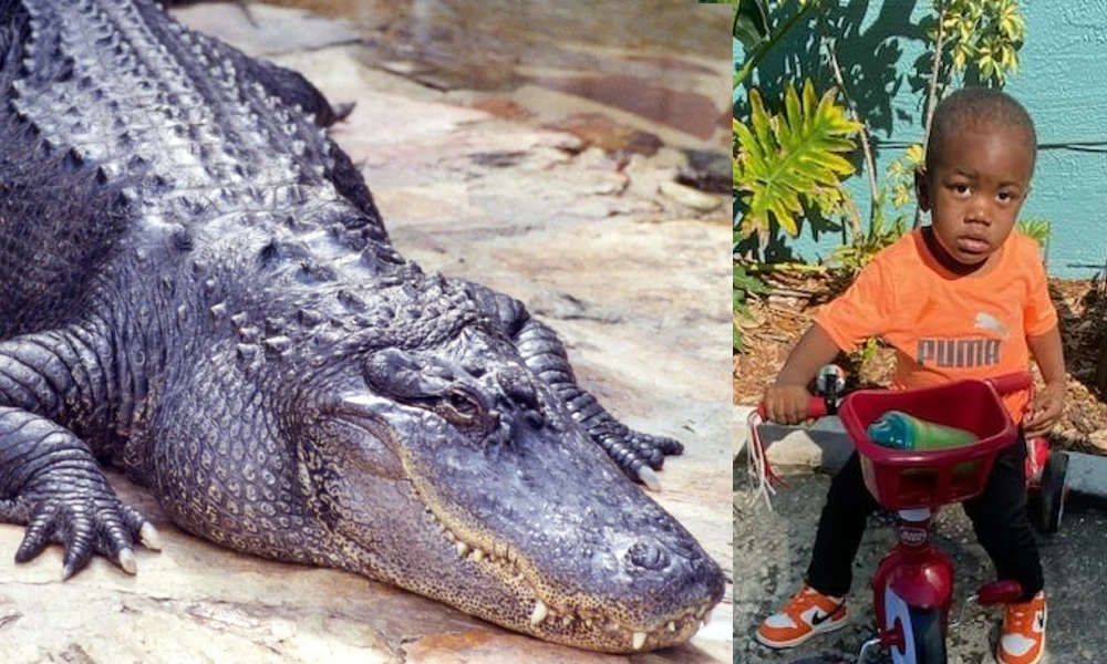Body Of Missing boy Found In Alligators Mouth In US