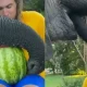 Elephant Eat Watermelon which is the hand of his Owner Viral Video