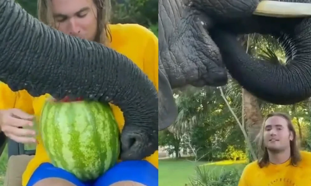 Elephant Eat Watermelon which is the hand of his Owner Viral Video
