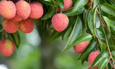 Lichi Fruit Benefits