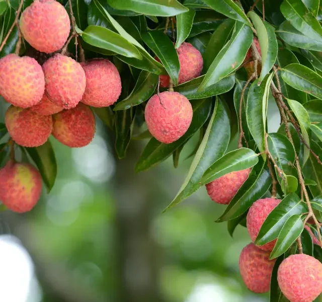 Lichi Fruit Benefits