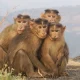 Monkey Business: Sri Lanka To Export 1 lakh Toque Macaque Monkeys To China