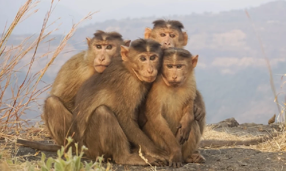 Monkey Business: Sri Lanka To Export 1 lakh Toque Macaque Monkeys To China