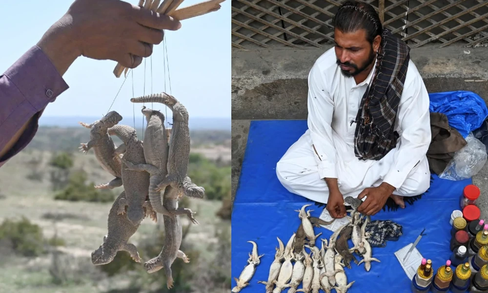 Pakistani Men use Lizard Oil for sexual stamina