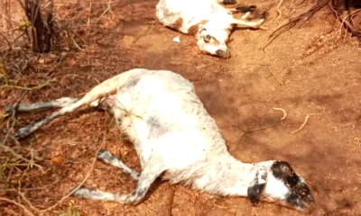 Koppala News A woman from Shadalageri village was killed by lightning 6 sheep were killed