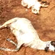 Koppala News A woman from Shadalageri village was killed by lightning 6 sheep were killed