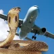 Snake on plane: Deadly cobra in cockpit forces emergency landing