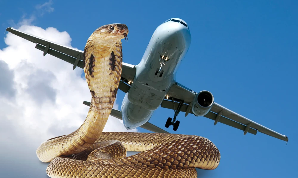 Snake on plane: Deadly cobra in cockpit forces emergency landing