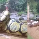 Snake Swallows Cow Video Viral