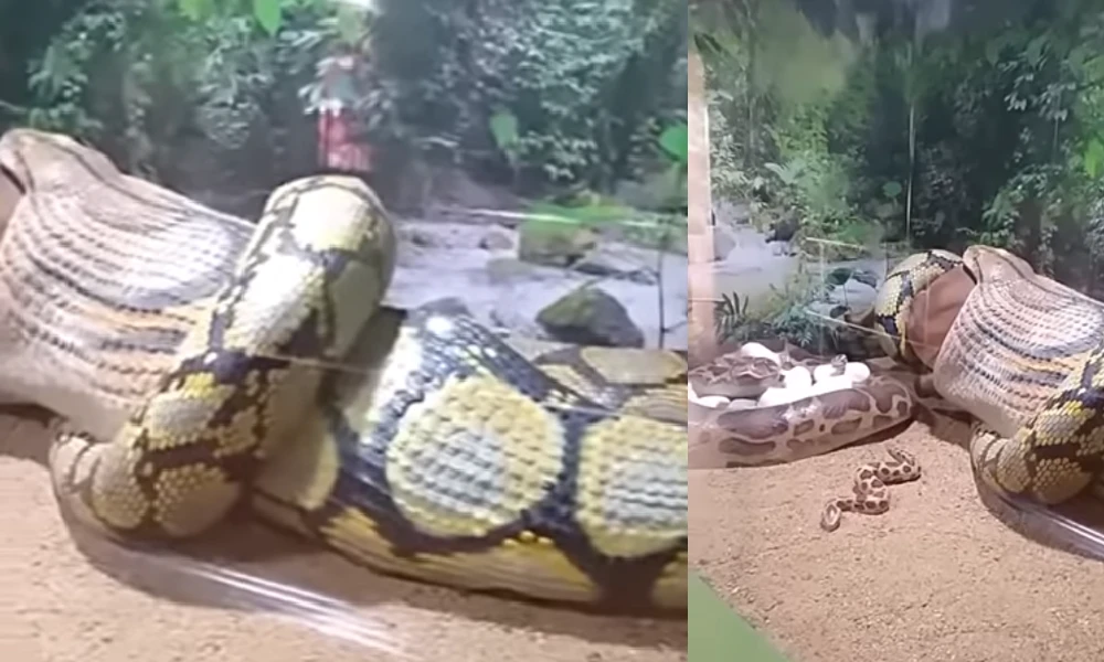 Snake Swallows Cow Video Viral
