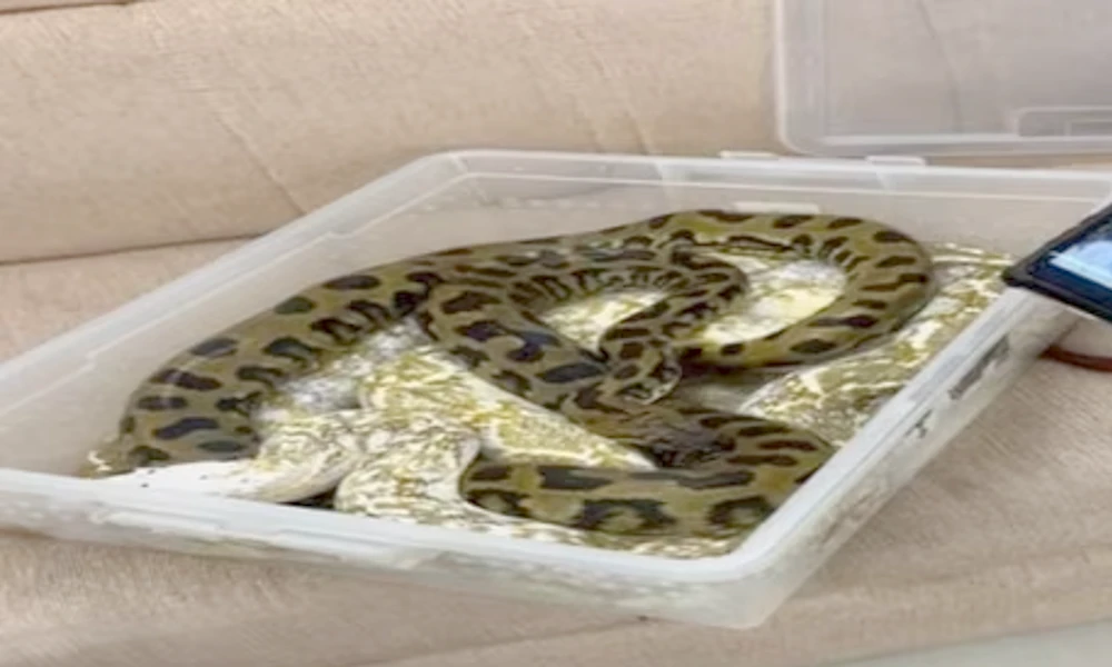 Snakes Found In Chennai Airport