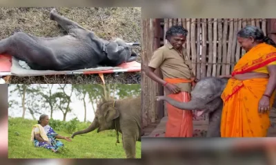 'The Elephant Whisperers' couple; Baby elephant under their care dies
