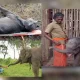 'The Elephant Whisperers' couple; Baby elephant under their care dies