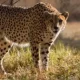 cheetah died