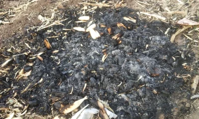 Ballari News Accidental fire Maize crop burnt