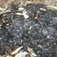 Ballari News Accidental fire Maize crop burnt
