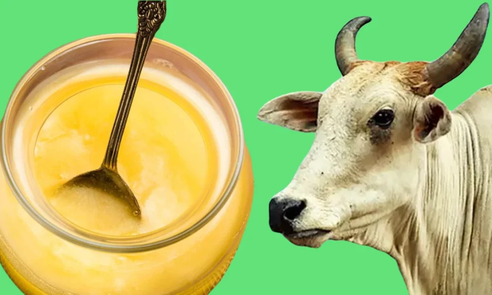 go sampattu column by shylesh holla about importance of homemade desi cow ghee