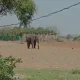 Elephant news