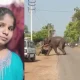 Elephant attack channagiri