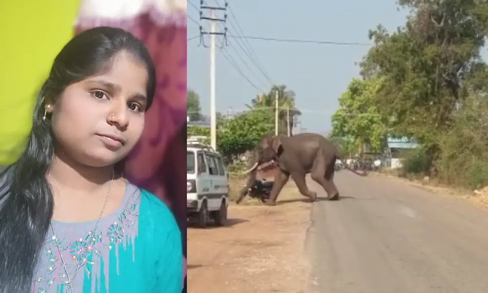 Elephant attack channagiri