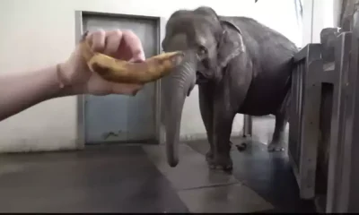 elephant viral