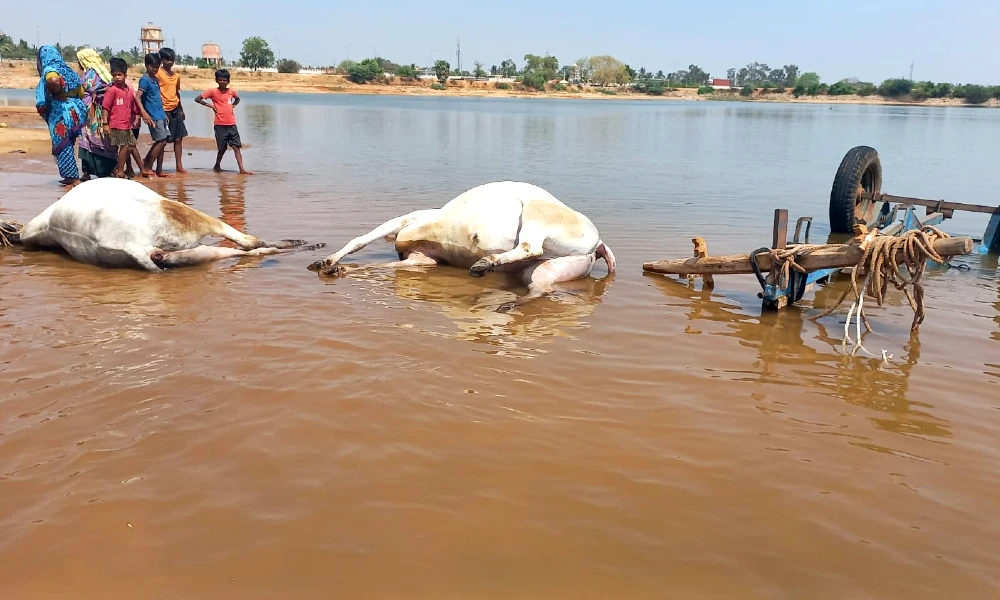 Vijayanagara News Bulls drown in lake and die Farmer sick