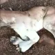 Cow gives birth lion like calf In Madhya Pradesh