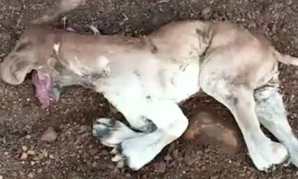 Cow gives birth lion like calf In Madhya Pradesh