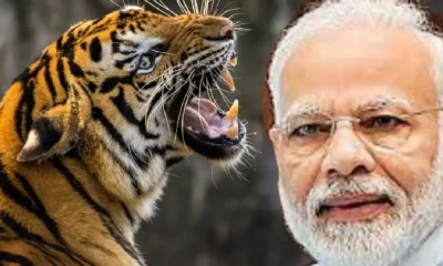 tiger prime minister