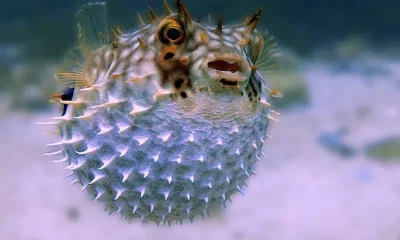 Wife dead and husband in coma by eating Puffer Fish