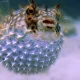 Wife dead and husband in coma by eating Puffer Fish