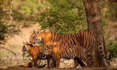 india-has-the-lions-share-of-tigers-in-the-world