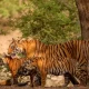 india-has-the-lions-share-of-tigers-in-the-world