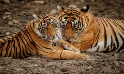Tigers In Karnataka