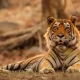 why-census-for-tigers-here-is-the-special-information-about-the-tiger-breed-of-our-country