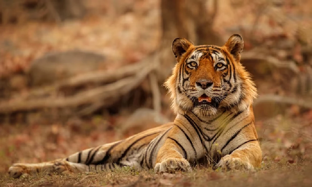 why-census-for-tigers-here-is-the-special-information-about-the-tiger-breed-of-our-country