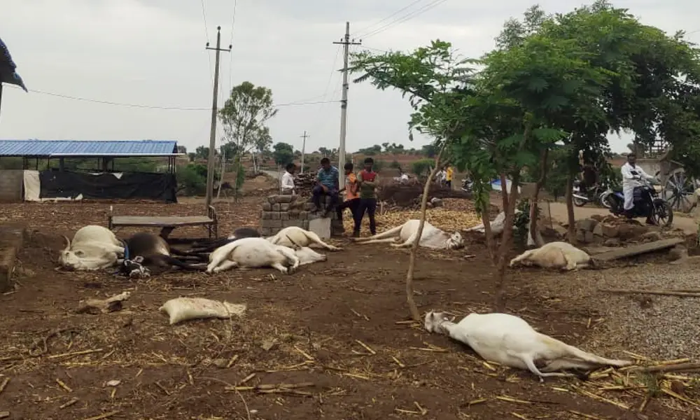 11 cattle died at kushtagi
