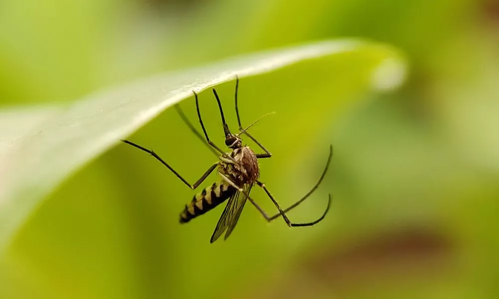 Alternative Of Mosquito Repellents