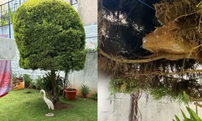 it-raid : 1 crore rupees found in tree at congress candidates brothers house