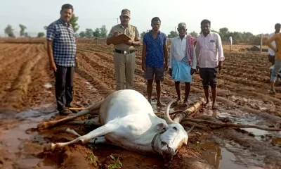 Rain News Bull killed by lightning in Sirigeri village The farmer is sick