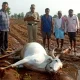 Rain News Bull killed by lightning in Sirigeri village The farmer is sick